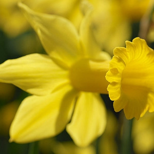 Narcissus February Gold, Daffodil February Gold, Daffodil 'February Gold', Cyclamineus Daffodil 'February Gold', Miniature Daffodil, Spring Bulbs, Spring Flowers, Miniature daffodils, early spring daffodil, yellow daffodil, yellow spring flowers